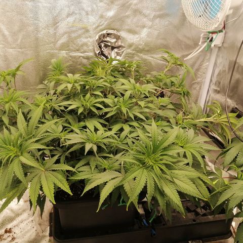 Unknown strain growlog timeline photo
