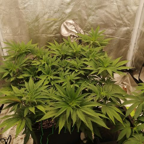 Unknown strain growlog photo: Day 3 Flower