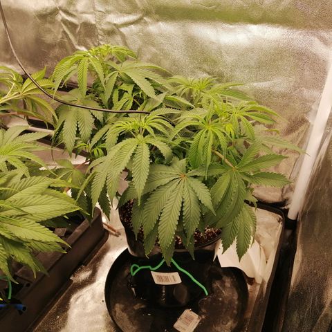 Unknown strain growlog timeline photo
