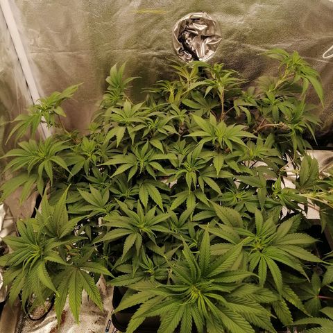 Unknown strain growlog timeline photo