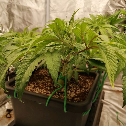Unknown strain growlog timeline photo