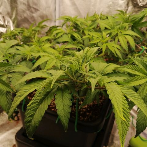 Unknown strain growlog timeline photo