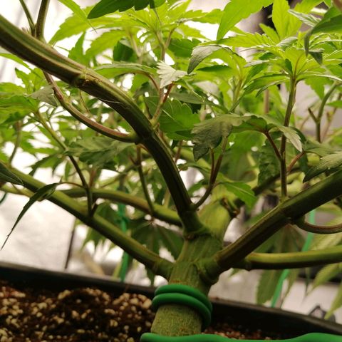 Unknown strain growlog timeline photo