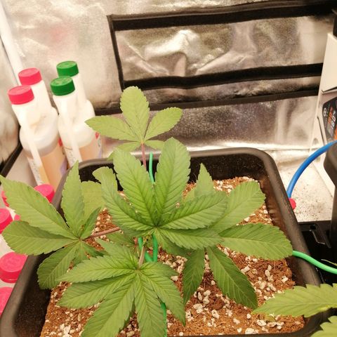 Unknown strain growlog timeline photo