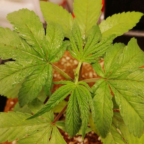 Unknown strain growlog timeline photo