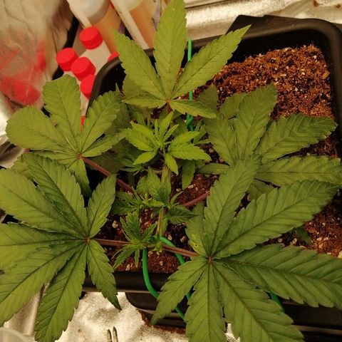 Unknown strain growlog timeline photo