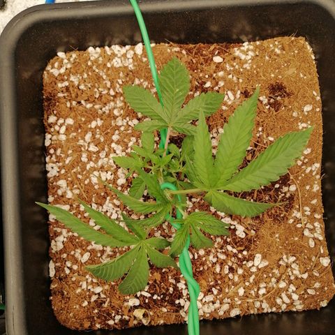 Unknown strain growlog timeline photo