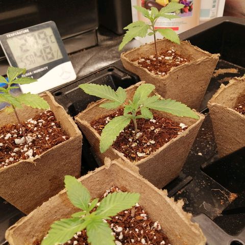 Unknown strain growlog timeline photo