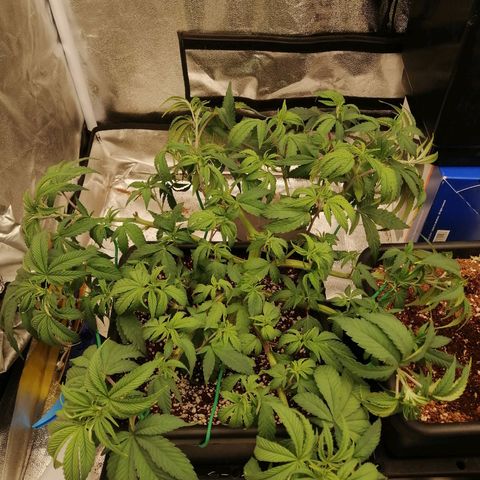 Unknown strain growlog timeline photo