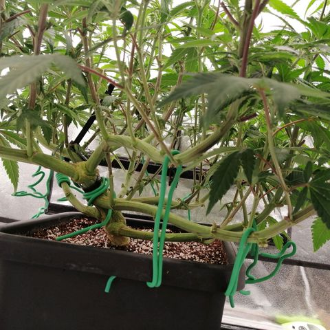 Unknown strain growlog timeline photo