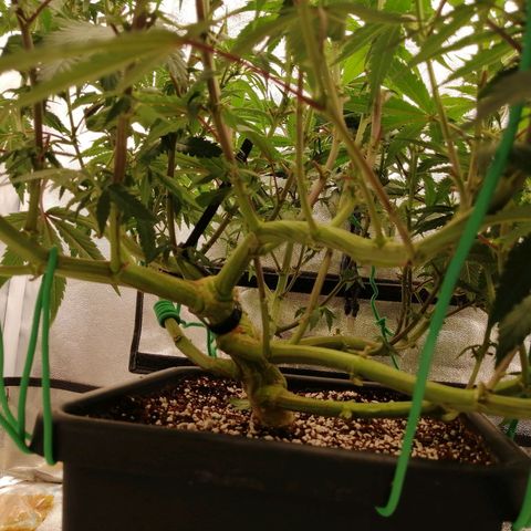 Unknown strain growlog timeline photo