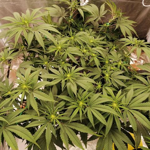Unknown strain growlog timeline photo