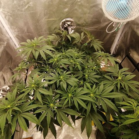 Unknown strain growlog timeline photo