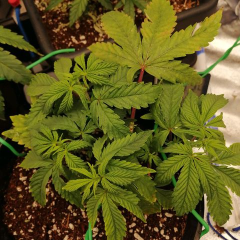 Unknown strain growlog timeline photo