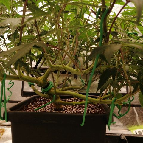 Unknown strain growlog timeline photo