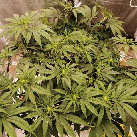 Unknown strain growlog timeline photo