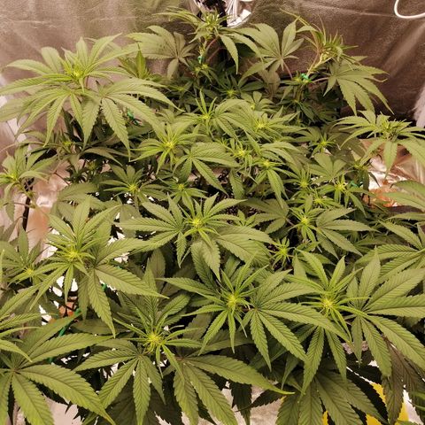 Unknown strain growlog timeline photo