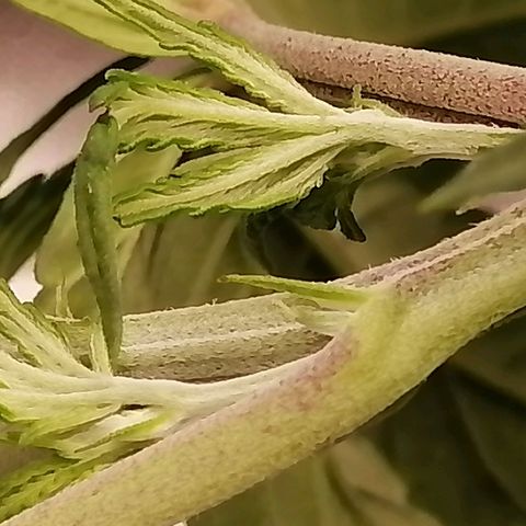 Unknown strain growlog timeline photo