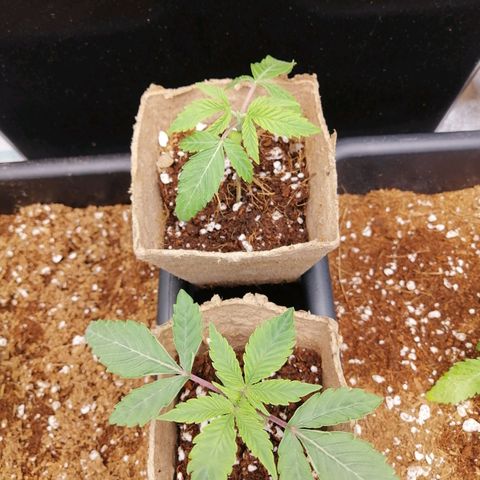 Unknown strain growlog timeline photo