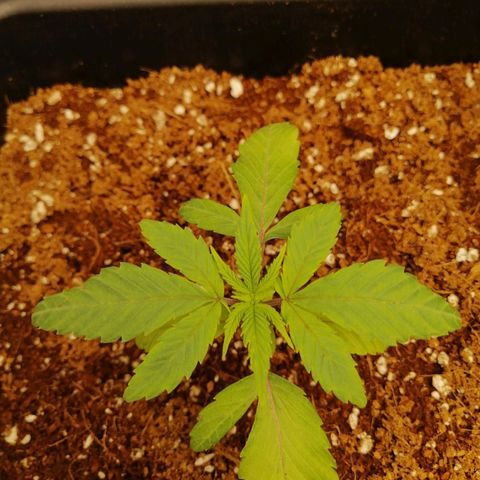 Unknown strain growlog timeline photo