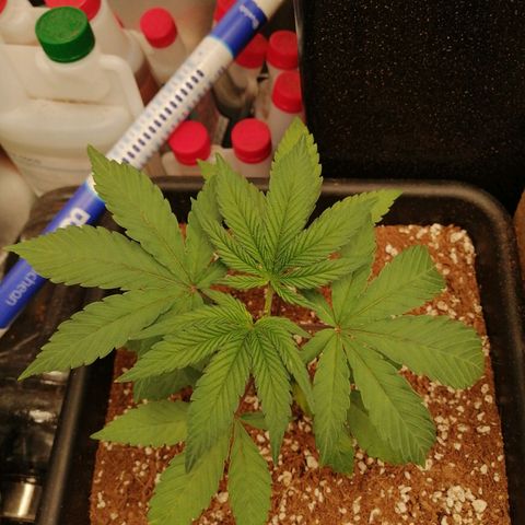 Unknown strain growlog timeline photo
