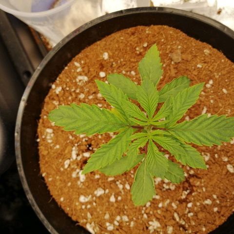 Unknown strain growlog timeline photo