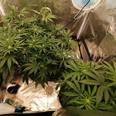 Unknown strain growlog timeline photo