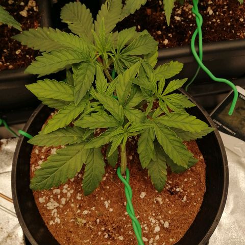 Unknown strain growlog photo: Accidentally broke 2 branches/tops, one looks fucked other is alright. Photos taken 5 mins before it happened 