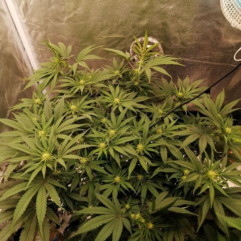 Unknown strain growlog timeline photo