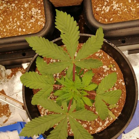 Unknown strain growlog timeline photo