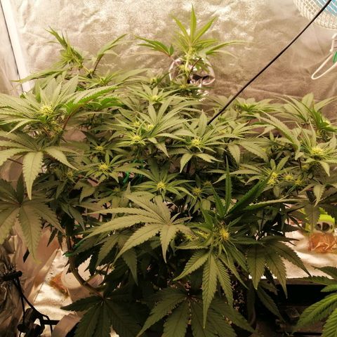Unknown strain growlog timeline photo