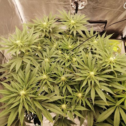 Unknown strain growlog timeline photo