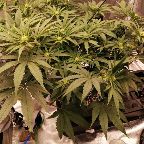 Unknown strain growlog timeline photo