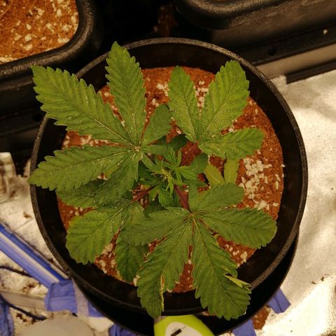 Unknown strain growlog timeline photo
