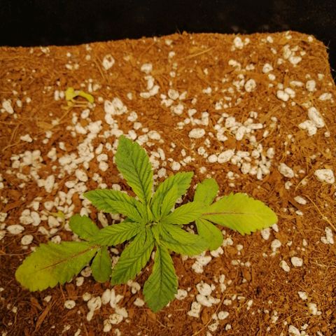 Unknown strain growlog timeline photo
