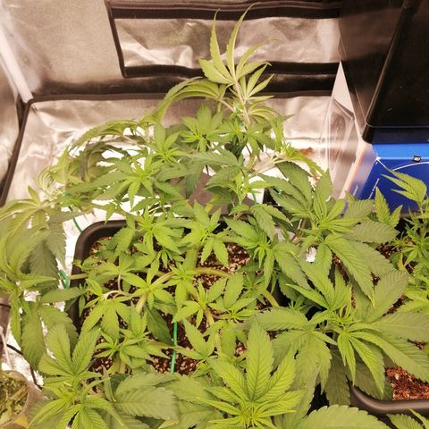 Unknown strain growlog timeline photo