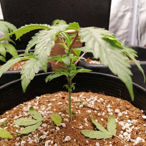 Unknown strain growlog timeline photo