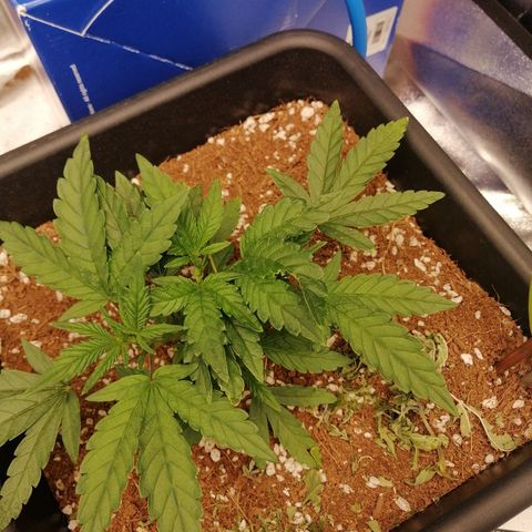 Unknown strain growlog timeline photo