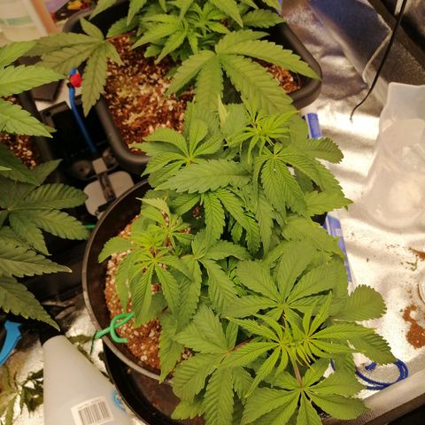 Unknown strain growlog timeline photo