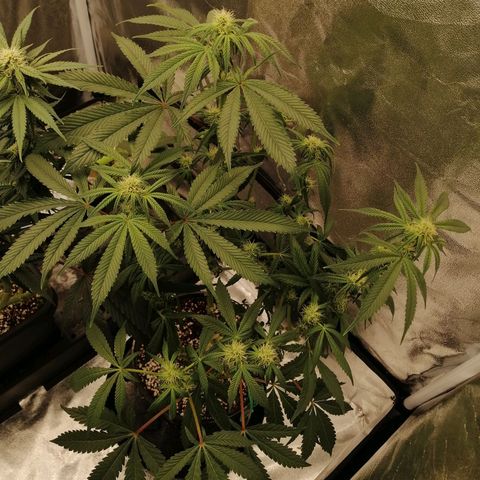 Unknown strain growlog timeline photo