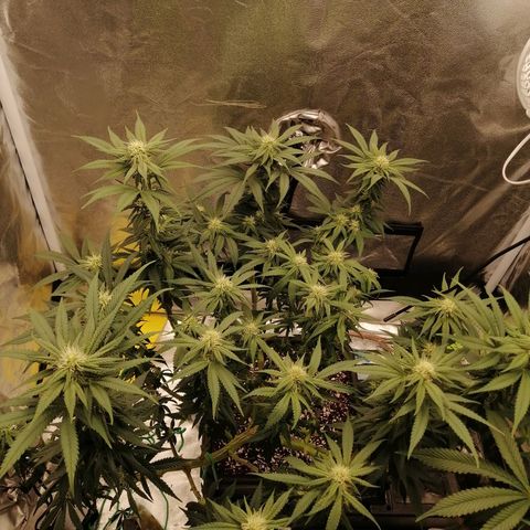 Unknown strain growlog timeline photo