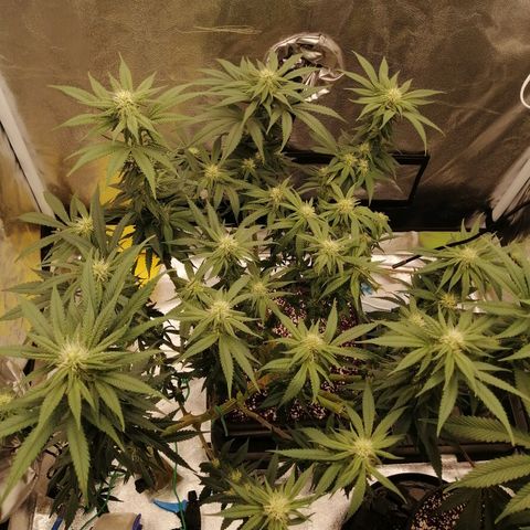 Unknown strain growlog timeline photo