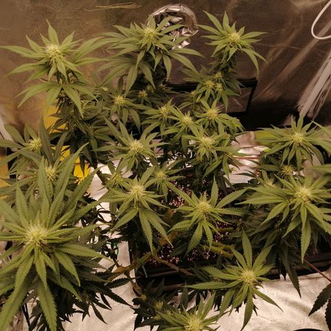 Unknown strain growlog timeline photo