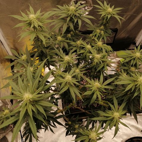 Unknown strain growlog timeline photo