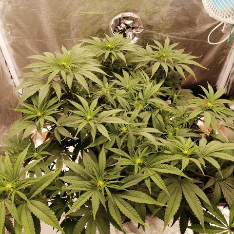 Unknown strain growlog timeline photo