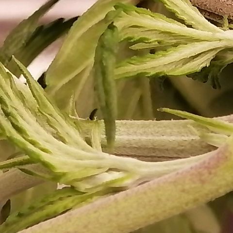 Unknown strain growlog timeline photo