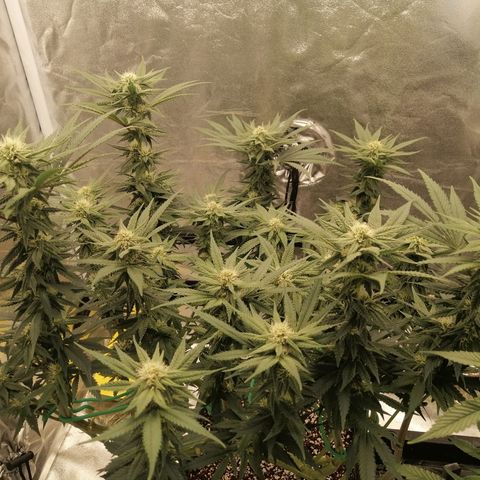 Unknown strain growlog timeline photo