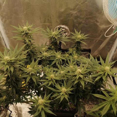 Unknown strain growlog timeline photo