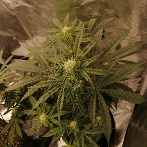 Unknown strain growlog timeline photo