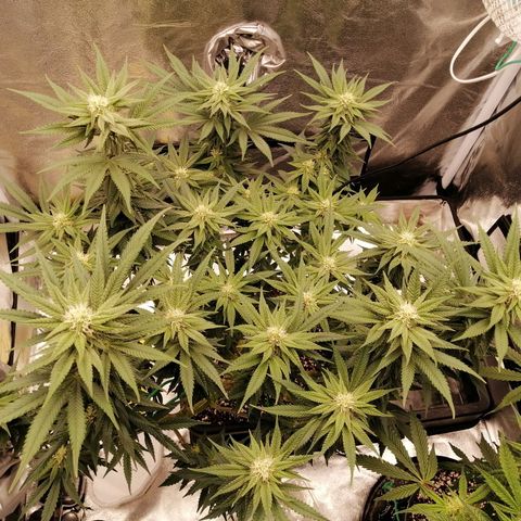 Unknown strain growlog timeline photo